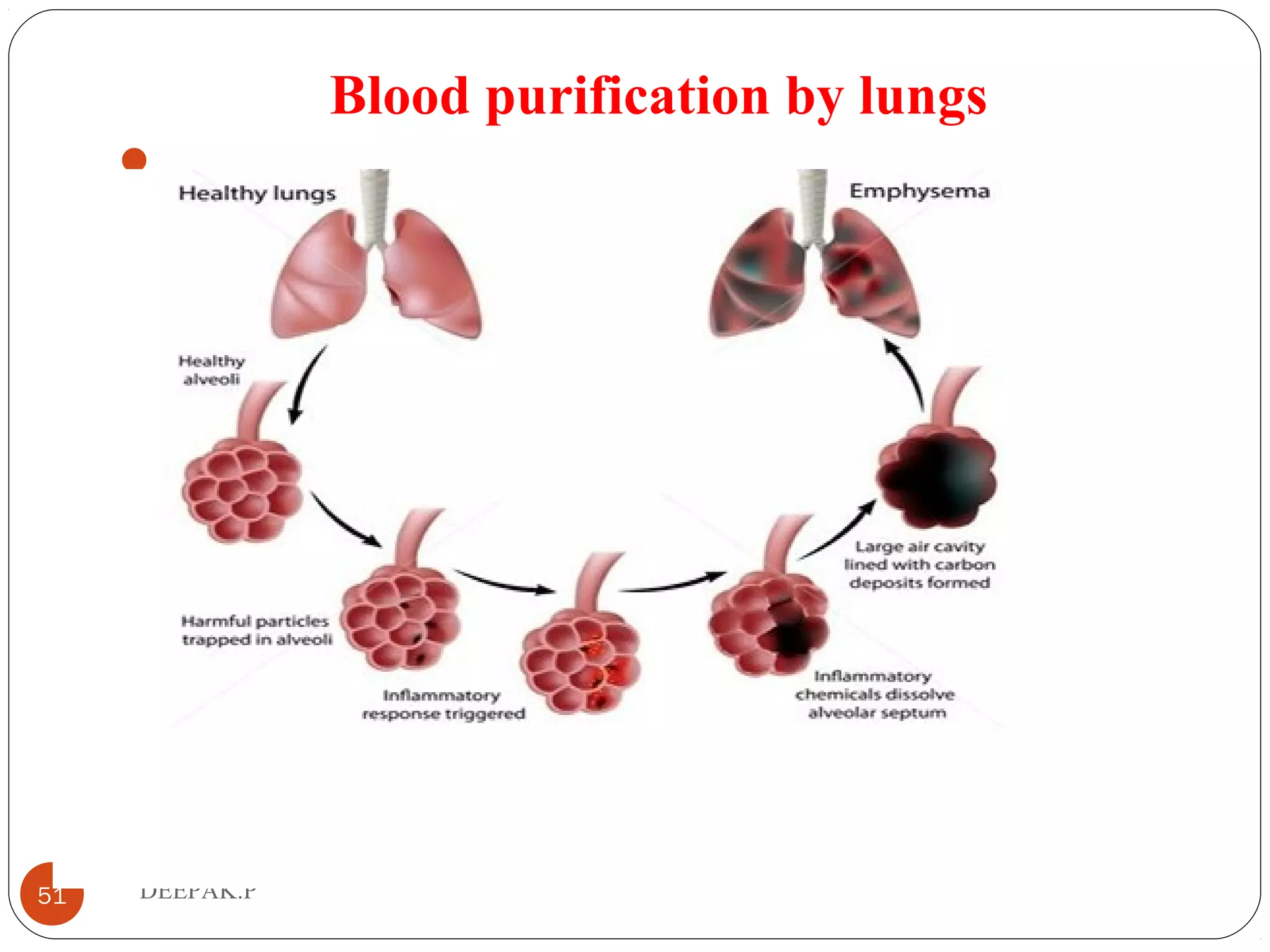 Blood purification by lungs

51 DEEPAK.P
 