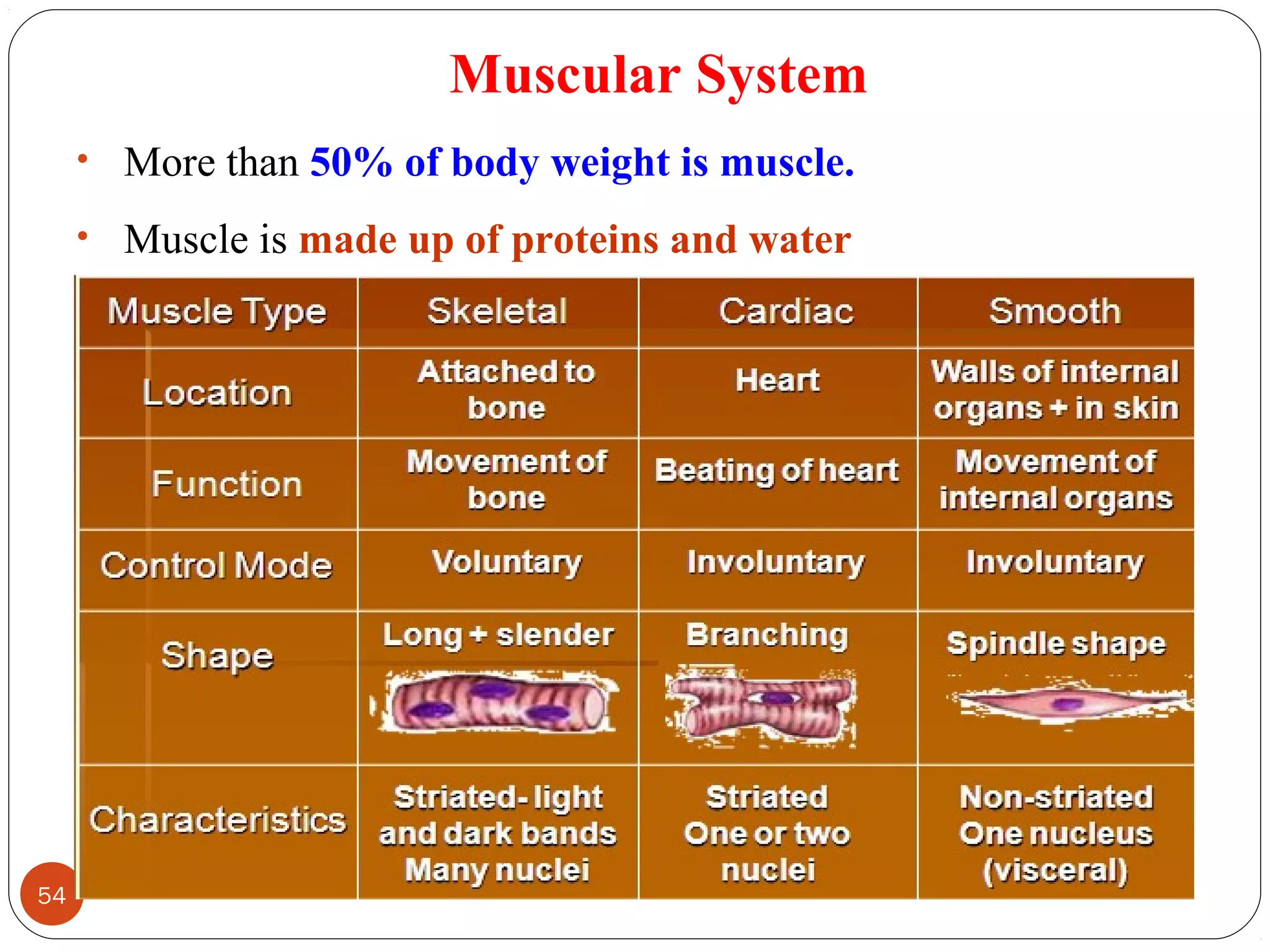 Muscular System
• More than 50% of body weight is muscle.
• Muscle is made up of proteins and water
54 DEEPAK.P
 