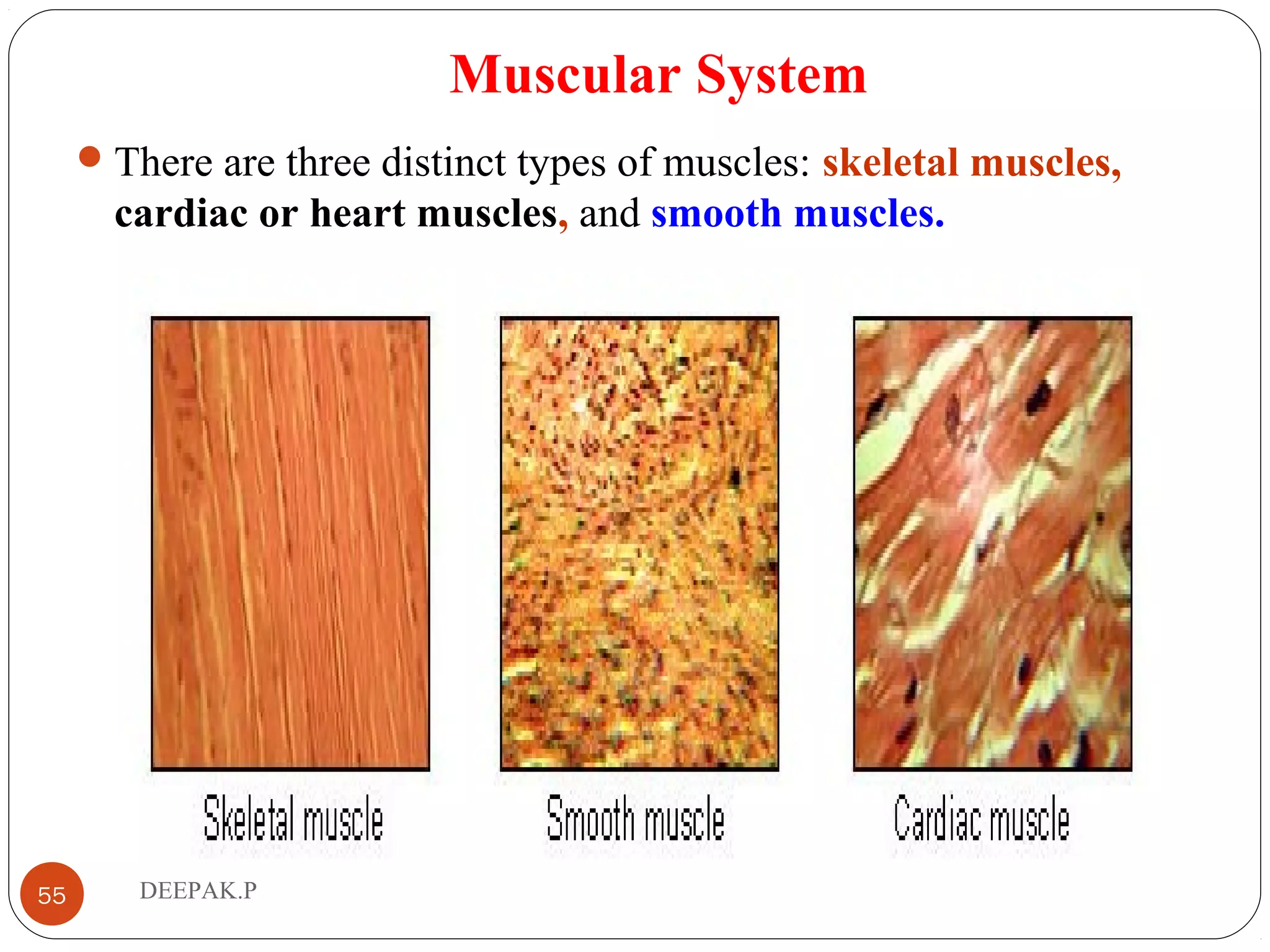 Muscular System
There are three distinct types of muscles: skeletal muscles,
cardiac or heart muscles, and smooth muscles.
55 DEEPAK.P
 
