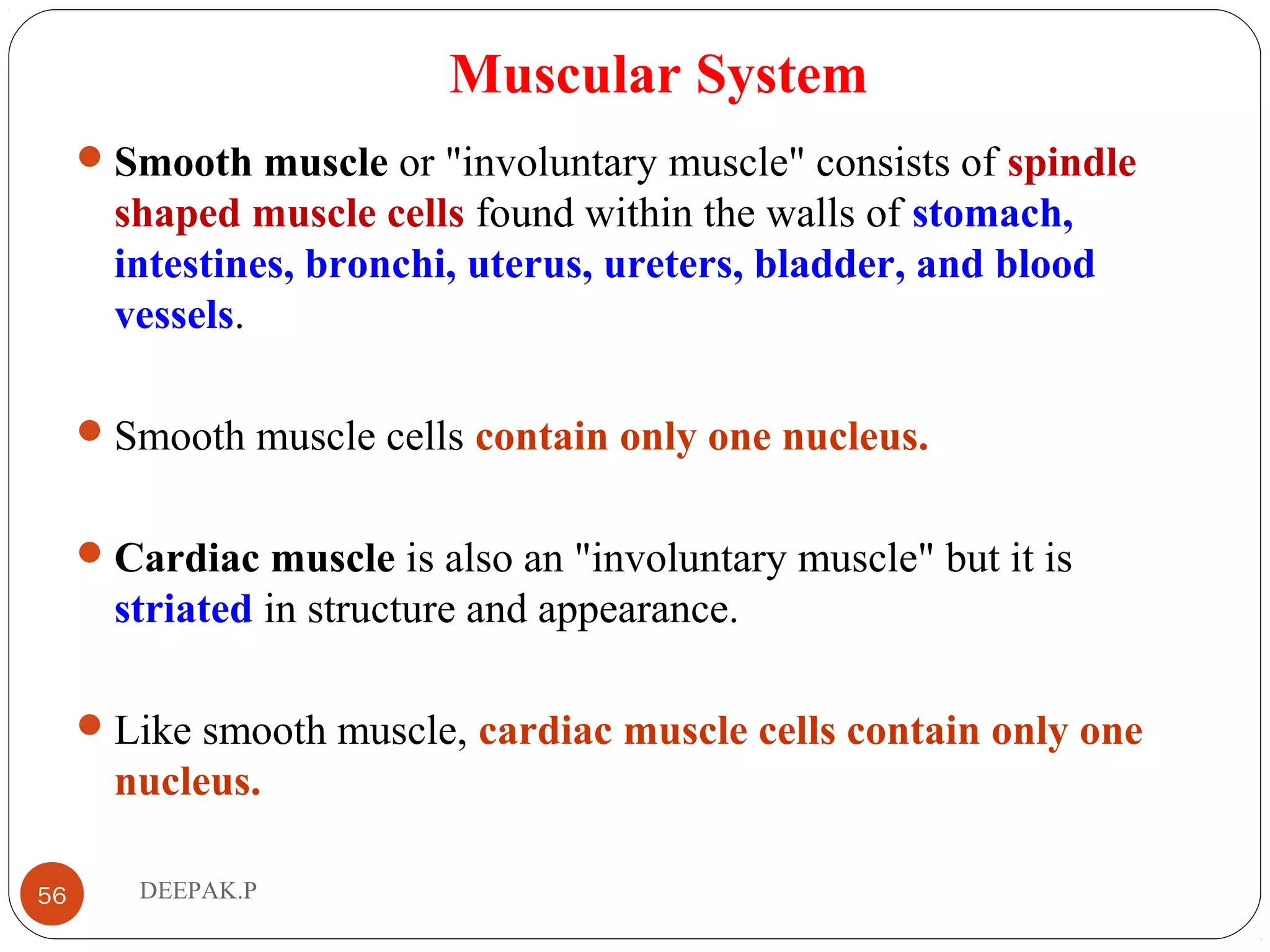 Muscular System
Smooth muscle or "involuntary muscle" consists of spindle
shaped muscle cells found within the walls of stomach,
intestines, bronchi, uterus, ureters, bladder, and blood
vessels.
Smooth muscle cells contain only one nucleus.
Cardiac muscle is also an "involuntary muscle" but it is
striated in structure and appearance.
Like smooth muscle, cardiac muscle cells contain only one
nucleus.
56 DEEPAK.P
 