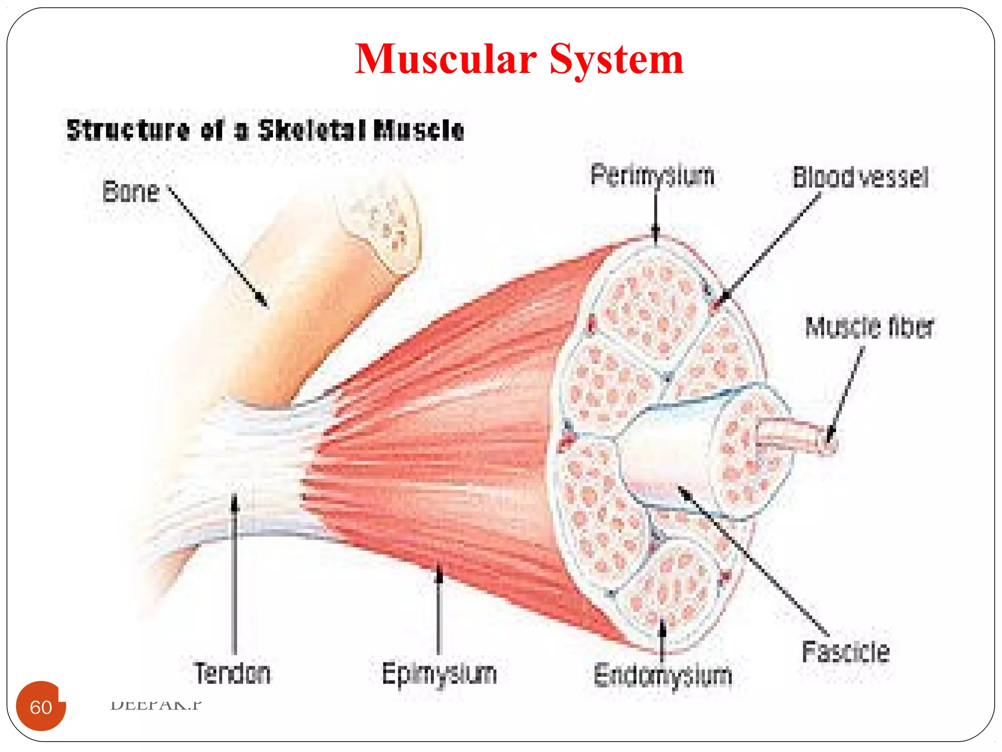 Muscular System
60 DEEPAK.P
 