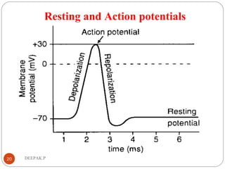 Resting and Action potentials
20 DEEPAK.P
 