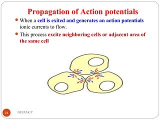 Propagation of Action potentials
When a cell is exited and generates an action potentials
ionic currents to flow.
This process excite neighboring cells or adjacent area of
the same cell
21 DEEPAK.P
 