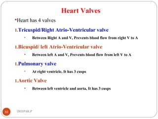 Heart Valves
Heart has 4 valves
1.Tricuspid/Right Atrio-Ventricular valve
• Between Right A and V, Prevents blood flow from right V to A
1.Bicuspid/ left Atrio-Ventricular valve
• Between left A and V, Prevents blood flow from left V to A
1.Pulmonary valve
• At right ventricle, It has 3 cusps
1.Aortic Valve
• Between left ventricle and aorta, It has 3 cusps
32 DEEPAK.P
 