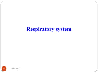 DEEPAK.P39
Respiratory system
 