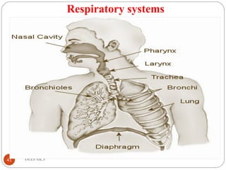 Respiratory systems
41 DEEPAK.P
 