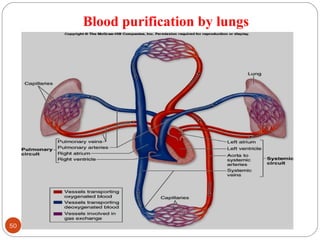 Blood purification by lungs

50 DEEPAK.P
 