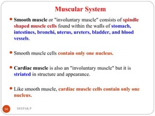 Muscular System
Smooth muscle or "involuntary muscle" consists of spindle
shaped muscle cells found within the walls of stomach,
intestines, bronchi, uterus, ureters, bladder, and blood
vessels.
Smooth muscle cells contain only one nucleus.
Cardiac muscle is also an "involuntary muscle" but it is
striated in structure and appearance.
Like smooth muscle, cardiac muscle cells contain only one
nucleus.
56 DEEPAK.P
 