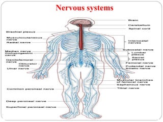 Nervous systems
67 DEEPAK.P
 
