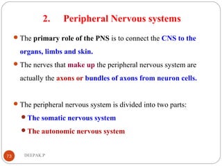 2. Peripheral Nervous systems
The primary role of the PNS is to connect the CNS to the
organs, limbs and skin.
The nerves that make up the peripheral nervous system are
actually the axons or bundles of axons from neuron cells.
The peripheral nervous system is divided into two parts:
The somatic nervous system
The autonomic nervous system
73 DEEPAK.P
 