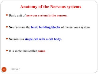Anatomy of the Nervous systems
Basic unit of nervous system is the neuron.
Neurons are the basic building blocks of the nervous system.
Neuron is a single cell with a cell body.
It is sometimes called soma
77 DEEPAK.P
 