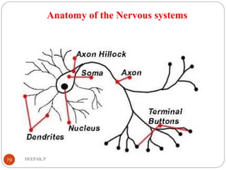 Anatomy of the Nervous systems
79 DEEPAK.P
 