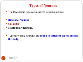 Types of Neurons
The three basic types of idealized neurons include;
Bipolar, (Pseudo)
Uni polar
Multi polar neurons,
Typically these neurons are found in different places around
the body:
81 DEEPAK.P
 