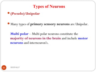 Types of Neurons
(Pseudo) Unipolar
Many types of primary sensory neurons are Unipolar.
Multi polar – Multi polar neurons constitute the
majority of neurons in the brain and include motor
neurons and interneuron's.
84 DEEPAK.P
 
