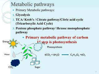 Metabolic pathways
 Primary Metabolic pathways:
1. Glycolysis
2. TCA/ Kreb’s / Citrate pathway/Citric acid cycle
(Tricarboxylic Acid Cycle)
3. Pentose phosphate pathway/ Hexose monophosphate
pathway
 Primary metabolic pathway of carbon
1st step is photosynthesis
19
Energy
Water
CO2 Sugar
O2
6CO2 + 6H2O C6H12O6 +6O2
Photosynthesis
 