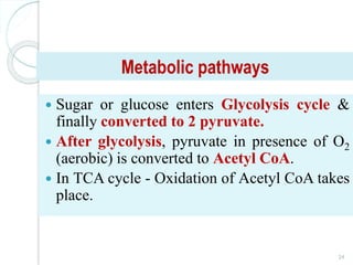 Metabolic pathways
 Sugar or glucose enters Glycolysis cycle &
finally converted to 2 pyruvate.
 After glycolysis, pyruvate in presence of O2
(aerobic) is converted to Acetyl CoA.
 In TCA cycle - Oxidation of Acetyl CoA takes
place.
24
 