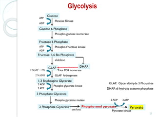 25
Glycolysis
Glucose
Hexose Kinase
ATP
ADP
Glucose 6 Phosphate
Phospho glucose isomerase
Fructose 6 Phosphate
Phospho Fructose kinase
ATP
ADP
Fructose 1, 6 Bis Phosphate
GLAP DHAP
Trios PO4 isomerase
1,3 Bisphospho Glycerate
2 NAD+ + 2Pi
2 NADH
3 Phosphate Glycerate
Phospho glycerate kinase
2 ATP
2 ADP
2 Phosphate Glycerate
Phospho glycerate mutase
Phospho enol pyruvate
enolase
Pyruvate
Pyruvate kinase
2 ATP
2 ADP
aldolase
GLAP hydrogenase
DHAP: di hydroxy acetone phosphate
GLAP: Glyceraldehyde 3 Phospahte
 