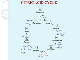 Citric acid Cycle
CITRIC ACID CYCLE
26
 