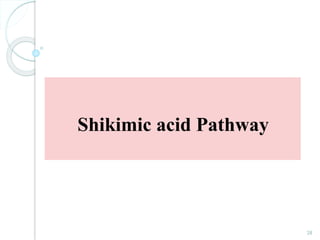 Shikimic acid Pathway
28
 