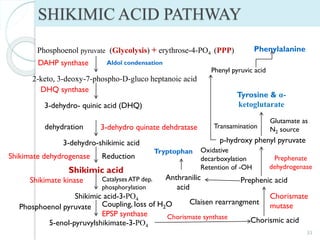 SHIKIMIC ACID PATHWAY
33
Phosphoenol pyruvate (Glycolysis) + erythrose-4-PO4 (PPP)
2-keto, 3-deoxy-7-phospho-D-gluco heptanoic acid
DAHP synthase
3-dehydro- quinic acid (DHQ)
DHQ synthase
3-dehydro-shikimic acid
3-dehydro quinate dehdratase
dehydration
Shikimate dehydrogenase Reduction
Shikimic acid
Shikimic acid-3-PO4
Shikimate kinase Catalyses ATP dep.
phosphorylation
5-enol-pyruvylshikimate-3-PO4
Coupling, loss of H2O
EPSP synthase
Phosphoenol pyruvate
Chorismic acid
Chorismate synthase
Claisen rearrangment
Chorismate
mutase
Prephenic acid
p-hydroxy phenyl pyruvate
Oxidative
decarboxylation
Retention of -OH
Prephenate
dehydrogenase
Tyrosine & α-
ketoglutarate
Transamination
Glutamate as
N2 source
Phenyl pyruvic acid
Tryptophan
Aldol condensation
Anthranilic
acid
Phenylalanine
 