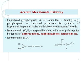 Acetate Mevalonate Pathway
 Isopentenyl pyrophosphate & its isomer that is dimethyl allyl
pyrophosphate are universal precursors for synthesis of
isoprenoids/terpenoids/volatile oils/cholesterol/saponins/steroids.
 Isoprene unit (C5H8) - responsible along with other pathways for
biogenesis of anthraquinone, naphthaquinone, terpenoids etc.
 Isoprene units (C5H8)
43
CH3
CH2
C CH CH2
C
CH3
CH2 C
H
CH2
1
2
3
4
5
 