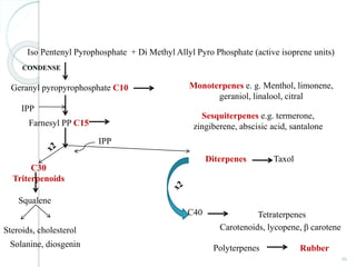 46
Iso Pentenyl Pyrophosphate + Di Methyl Allyl Pyro Phosphate (active isoprene units)
CONDENSE
Geranyl pyropyrophosphate C10 Monoterpenes e. g. Menthol, limonene,
geraniol, linalool, citral
Farnesyl PP C15
Sesquiterpenes e.g. termerone,
zingiberene, abscisic acid, santalone
IPP
C30
Triterpenoids
Squalene
Steroids, cholesterol
Solanine, diosgenin
IPP
Diterpenes Taxol
Polyterpenes Rubber
C40 Tetraterpenes
Carotenoids, lycopene, β carotene
 