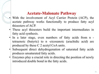 56
Acetate-Malonate Pathway
• With the involvement of Acyl Carrier Protein (ACP), the
acetate pathway works functionally to produce fatty acyl
thioesters of ACP.
• These acyl thioesters build the important intermediates in
fatty acid synthesis.
• In a later stage, even numbers of fatty acids from n -
tetraenoic (butyric) to n -eicosanoic (arachidic acid) are
produced by these C 2 acetyl CoA units.
• Subsequent direct dehydrogenation of saturated fatty acids
produces unsaturated fatty acids.
• Enzymes play a crucial role in directing the position of newly
introduced double bond in the fatty acids.
 