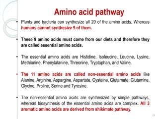 Amino acid pathway
59
• Plants and bacteria can synthesize all 20 of the amino acids. Whereas
humans cannot synthesize 9 of them.
• These 9 amino acids must come from our diets and therefore they
are called essential amino acids.
• The essential amino acids are Histidine, Isoleucine, Leucine, Lysine,
Methionine, Phenylalanine, Threonine, Tryptophan, and Valine.
• The 11 amino acids are called non-essential amino acids like
Alanine, Arginine, Aspargine, Aspartate, Cysteine, Glutamate, Glutamine,
Glycine, Proline, Serine and Tyrosine.
• The non-essential amino acids are synthesized by simple pathways,
whereas biosynthesis of the essential amino acids are complex. All 3
aromatic amino acids are derived from shikimate pathway.
 