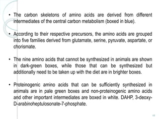 68
• The carbon skeletons of amino acids are derived from different
intermediates of the central carbon metabolism (boxed in blue).
• According to their respective precursors, the amino acids are grouped
into five families derived from glutamate, serine, pyruvate, aspartate, or
chorismate.
• The nine amino acids that cannot be synthesized in animals are shown
in dark-green boxes, while those that can be synthesized but
additionally need to be taken up with the diet are in brighter boxes.
• Proteinogenic amino acids that can be sufficiently synthesized in
animals are in pale green boxes and non-proteinogenic amino acids
and other important intermediates are boxed in white. DAHP, 3-deoxy-
D-arabinoheptulosonate-7-phosphate.
 