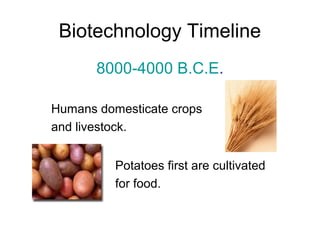 Biotechnology Timeline 
8000-4000 B.C.E. 
Humans domesticate crops 
and livestock. 
Potatoes first are cultivated 
for food. 
 