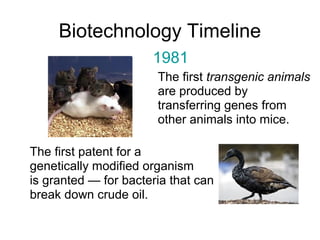 Biotechnology Timeline 
1981 
The first transgenic animals 
are produced by 
transferring genes from 
other animals into mice. 
The first patent for a 
genetically modified organism 
is granted — for bacteria that can 
break down crude oil. 
 