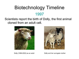 Biotechnology Timeline 
1997 
Scientists report the birth of Dolly, the first animal 
cloned from an adult cell. 
Dolly (1996-2003) as an adult Dolly and her surrogate mother 
 