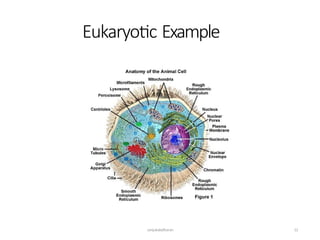 Eukaryotic Example
sanjukaladharan 12
 