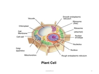 Plant Cell
sanjukaladharan 13
Nuclear
envelope
Ribosome
(attached)
Smooth endoplasmic
reticulum
Ribosome
(free)
Nucleus
Rough endoplasmic reticulum
Nucleolus
Golgi
apparatus
Mitochondrion
Cell
Membrane
Cell wall
Chloroplast
Vacuole
 