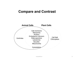 Animal Cells Plant Cells
Compare and Contrast
sanjukaladharan 14
Centrioles
Cell membrane
Ribosomes
Nucleus
Endoplasmic reticulum
Golgi apparatus
Lysosomes
Vacuoles
Mitochondria
Cytoskeleton
Cell Wall
Chloroplasts
 