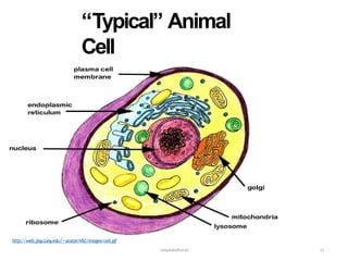 “Typical” Animal
Cell
sanjukaladharan 15
http://web.jjay.cuny.edu/~acarpi/NSC/images/cell.gif
 