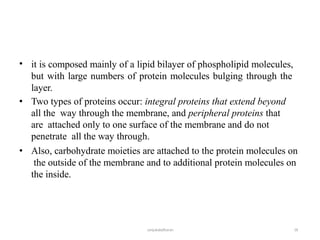 sanjukaladharan 18
• it is composed mainly of a lipid bilayer of phospholipid molecules,
but with large numbers of protein molecules bulging through the
layer.
Two types of proteins occur: integral proteins that extend beyond
all the way through the membrane, and peripheral proteins that
are attached only to one surface of the membrane and do not
penetrate all the way through.
Also, carbohydrate moieties are attached to the protein molecules on
the outside of the membrane and to additional protein molecules on
the inside.
•
•
 