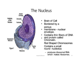 The Nucleus
•
•
Brain of Cell
Bordered by a
porous
membrane - nuclear
envelope.
Contains thin fibers of DNA
and protein called
Chromatin.
Rod Shaped Chromosomes
Contains a small
round nucleolus
– produces ribosomal RNA
which makes ribosomes.
•
•
•
18
sanjukaladharan
 