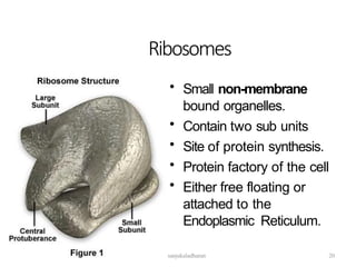 Ribosomes
• Small non-membrane
bound organelles.
• Contain two sub units
• Site of protein synthesis.
• Protein factory of the cell
• Either free floating or
attached to the
Endoplasmic Reticulum.
20
sanjukaladharan
 