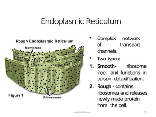Endoplasmic Reticulum
• Complex network
of transport
channels.
• Two types:
1. Smooth- ribosome
free and functions in
poison detoxification.
2. Rough - contains
ribosomes and releases
newly made protein
from the cell.
22
sanjukaladharan
 