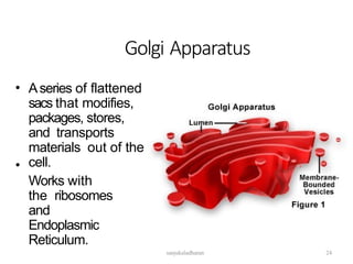 Golgi Apparatus
• Aseries of flattened
sacs that modifies,
packages, stores,
and transports
materials out of the
cell.
Works with
the ribosomes
and
Endoplasmic
Reticulum.
•
24
sanjukaladharan
 