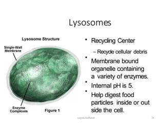 Lysosomes
•
•
•
• Recycling Center
– Recycle cellular debris
Membrane bound
organelle containing
a variety of enzymes.
Internal pH is 5.
Help digest food
particles inside or out
side the cell.
sanjukaladharan 26
 