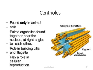 Centrioles
•
•
Found only in animal
cells
Paired organelles found
together near the
nucleus, at right angles
to each other.
Role in building cilia
and flagella
Play a role in
cellular
reproduction
•
•
sanjukaladharan 27
 