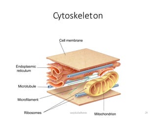 Cell membrane
Endoplasmic
reticulum
Microtubule
Microfilament
Ribosomes Mitochondrion
Cytoskeleton
28
sanjukaladharan
 