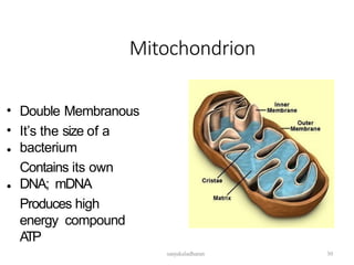 Mitochondrion
•
•
•
Double Membranous
It’s the size of a
bacterium
Contains its own
DNA; mDNA
Produces high
energy compound
A
TP
•
30
sanjukaladharan
 