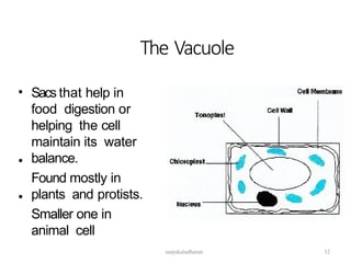 The Vacuole
• Sacs that help in
food digestion or
helping the cell
maintain its water
balance.
Found mostly in
plants and protists.
Smaller one in
animal cell
•
•
32
sanjukaladharan
 