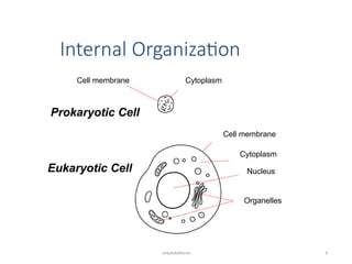 Prokaryotic Cell
Internal Organization
sanjukaladharan 8
Cell membrane
Cell membrane
Cytoplasm
Cytoplasm
Nucleus
Organelles
Eukaryotic Cell
 