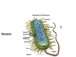 Prokaryotic Examples
9
Bacteria
sanjukaladharan
 