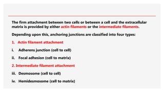 The firm attachment between two cells or between a cell and the extracellular
matrix is provided by either actin filaments or the intermediate filaments.
Depending upon this, anchoring junctions are classified into four types:
1. Actin filament attachment
i. Adherens junction (cell to cell)
ii. Focal adhesion (cell to matrix)
2. Intermediate filament attachment
iii. Desmosome (cell to cell)
iv. Hemidesmosome (cell to matrix)
 