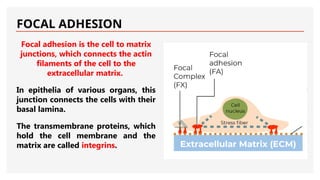 FOCAL ADHESION
Focal adhesion is the cell to matrix
junctions, which connects the actin
filaments of the cell to the
extracellular matrix.
In epithelia of various organs, this
junction connects the cells with their
basal lamina.
The transmembrane proteins, which
hold the cell membrane and the
matrix are called integrins.
 